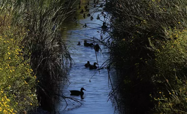 Birds swim in Stevens Creek, which is located southeast of the Pond A2W site for the South Bay Salt Pond Restoration Project in Mountain View, Calif., Thursday, Aug. 7, 2025. (AP Photo/Godofredo A. Vásquez)