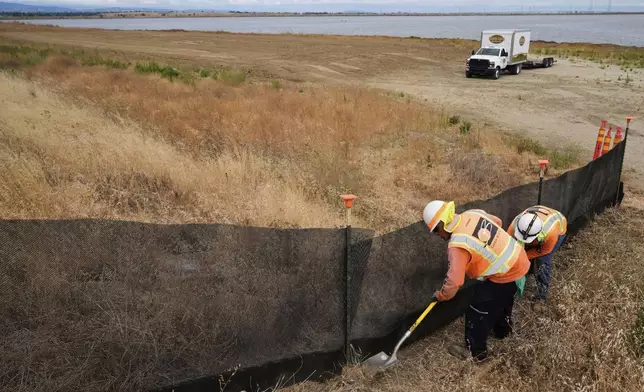 Crew members work on a wildlife exclusion fence at the Pond A2W site of the South Bay Salt Pond Restoration Project in Mountain View, Calif., Thursday, July 24, 2025. (AP Photo/Godofredo A. Vásquez)