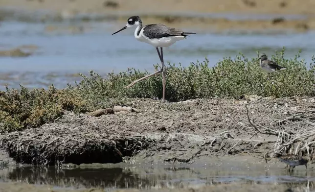 A black-necked stilt is seen at Don Edwards San Francisco Bay National Wildlife Refuge, Thursday, Aug. 14, 2025, in San Jose, Calif. (AP Photo/Godofredo A. Vásquez)
