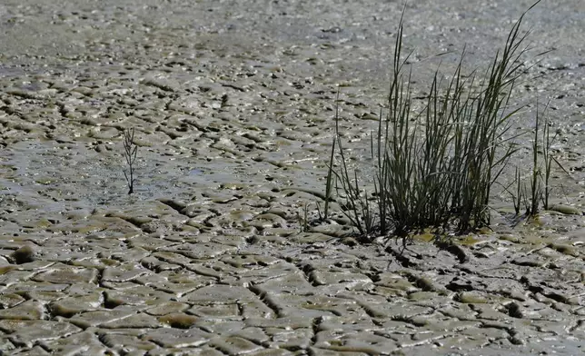 Vegetation is seen at the bottom of Ravenswood Pond R4, which was breached in December 2023 as part of the South Bay Salt Pond Restoration Project, during low tide Thursday, Aug. 14, 2025, in Menlo Park, Calif. (AP Photo/Godofredo A. Vásquez)