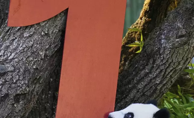 One of the giant panda cub twins Leni or Lotti plays at the Panda Garden during their first birthday party at the Zoo in Berlin, Germany, Friday, Aug. 22, 2025. (AP Photo/Ebrahim Noroozi)