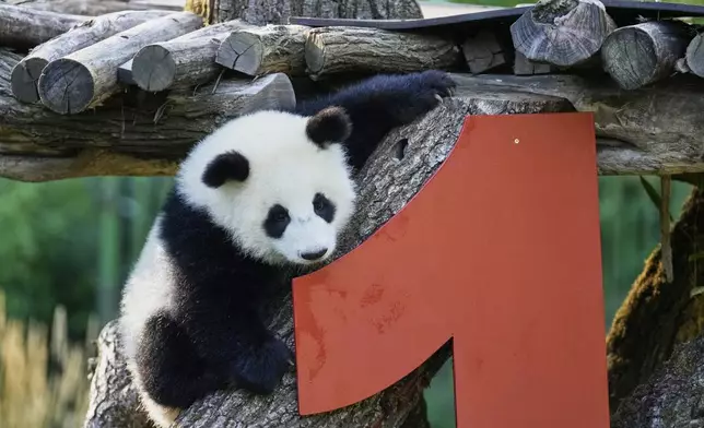 One of the giant panda cub twins Leni or Lotti plays at the Panda Garden during their first birthday party at the Zoo in Berlin, Germany, Friday, Aug. 22, 2025. (AP Photo/Ebrahim Noroozi)