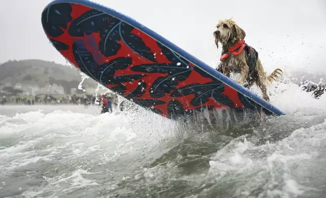 Coconut is pushed through the breakers during the World Dog Surfing Championships Saturday, Aug. 2, 2025, in Pacifica, Calif. (AP Photo/Eakin Howard)