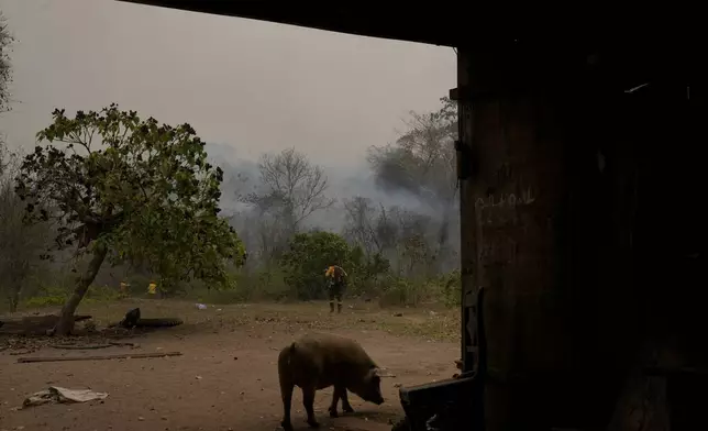 FILE - A pig walks near the smoke rising from a wildfire in the Chiquitania forest near Concepcion, Bolivia, Sept. 13, 2024. (AP Photo/Juan Karita, File)