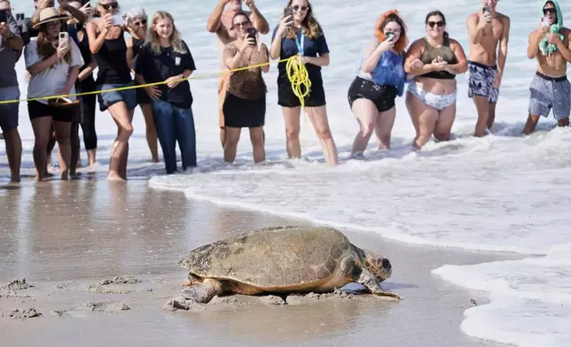 After recovering from health problems a 230 pound loggerhead turtle named June Cleaver is released in the Atlantic Ocean by the Brevard Zoo's Turtle Healing Center Wednesday, Sept. 3, 2025, in Melbourne, Fla. (AP Photo/John Raoux)
