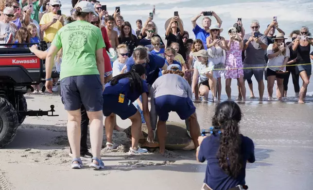 Employees of the Brevard Zoo's Turtle Healing Center lower a loggerhead turtle named June Cleaver on the sand at Paradise Beach as the turtle was released into the Atlantic Ocean Wednesday, Sept. 3, 2025, in Melbourne, Fla. (AP Photo/John Raoux)