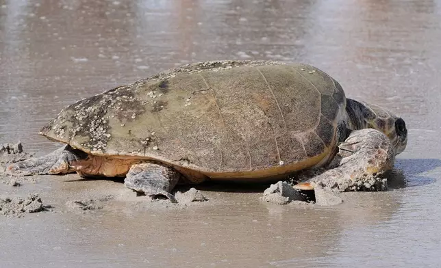 After recovering from health problems, a loggerhead turtle named June Cleaver is released into the Atlantic Ocean by the Brevard Zoo's Turtle Healing Center Wednesday, Sept. 3, 2025, in Melbourne, Fla. (AP Photo/John Raoux)