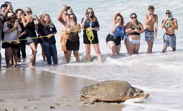 After recovering from health problems a 230 pound loggerhead turtle named June Cleaver is released in the Atlantic Ocean by the Brevard Zoo's Turtle Healing Center Wednesday, Sept. 3, 2025, in Melbourne, Fla. (AP Photo/John Raoux)