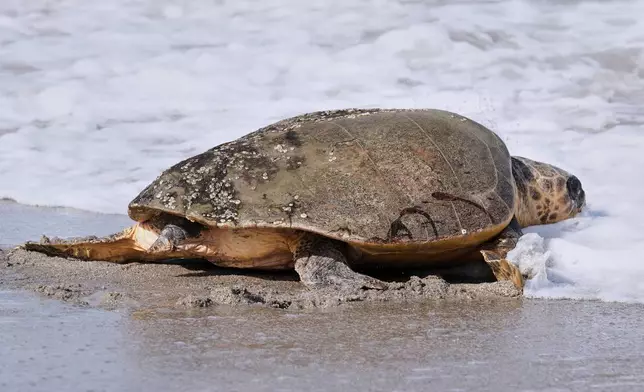 After recovering from health problems a 230 pound loggerhead turtle named June Cleaver is released in the Atlantic Ocean by the Brevard Zoo's Turtle Healing Center Wednesday, Sept. 3, 2025, in Melbourne, Fla. (AP Photo/John Raoux)