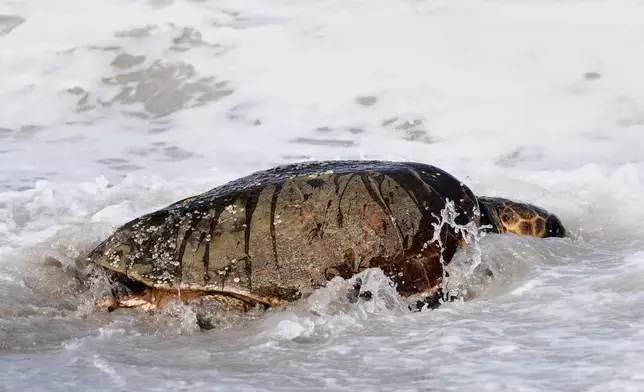 After recovering from health problems a 230 pound loggerhead turtle named June Cleaver is released in the Atlantic Ocean by the Brevard Zoo's Turtle Healing Center Wednesday, Sept. 3, 2025, in Melbourne, Fla. (AP Photo/John Raoux)