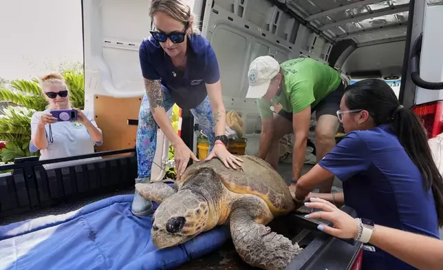 Employees of the Brevard Zoo's Turtle Healing Center load a loggerhead turtle named June Cleaver on a cart before releasing her in the Atlantic Ocean Wednesday, Sept. 3, 2025, in Melbourne, Fla. (AP Photo/John Raoux)
