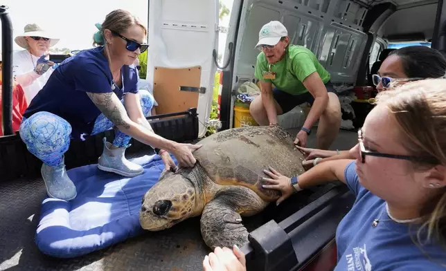 Employees of the Brevard Zoo's Turtle Healing Center load a loggerhead turtle named June Cleaver on a cart before she was released into the Atlantic Ocean Wednesday, Sept. 3, 2025, in Melbourne, Fla. (AP Photo/John Raoux)