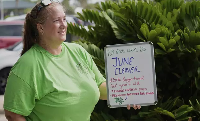 Maren McAvoy with the Brevard Zoo's Turtle Healing Center holds a sign welcoming a 230 pound loggerhead turtle named June Cleaver before she arrived at Paradise Beach where the turtle was released in the Atlantic Ocean Wednesday, Sept. 3, 2025, in Melbourne, Fla. (AP Photo/John Raoux)