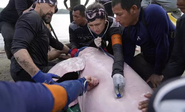 Scientists and veterinarians examine a pink river dolphin in Puerto Narino, Colombia, Sunday, Sept. 7, 2025. (AP Photo/Fernando Vergara)