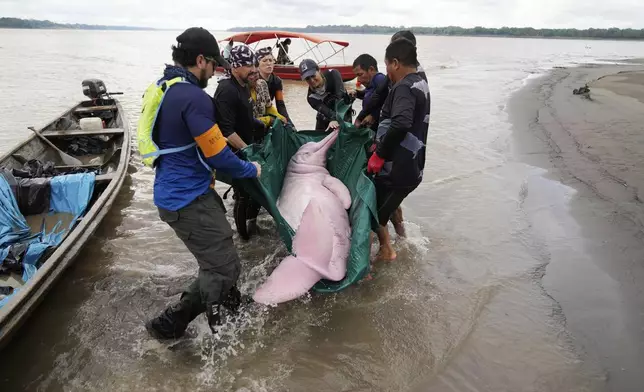 Scientists and veterinarians capture a pink river dolphin in the Amazon River for health checks in Puerto Narino, Colombia, Sunday, Sept. 7, 2025. (AP Photo/Fernando Vergara)