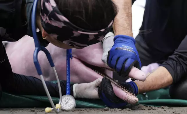 Scientists and veterinarians examine a pink river dolphin in Puerto Narino, Colombia, Sunday, Sept. 7, 2025. (AP Photo/Fernando Vergara)