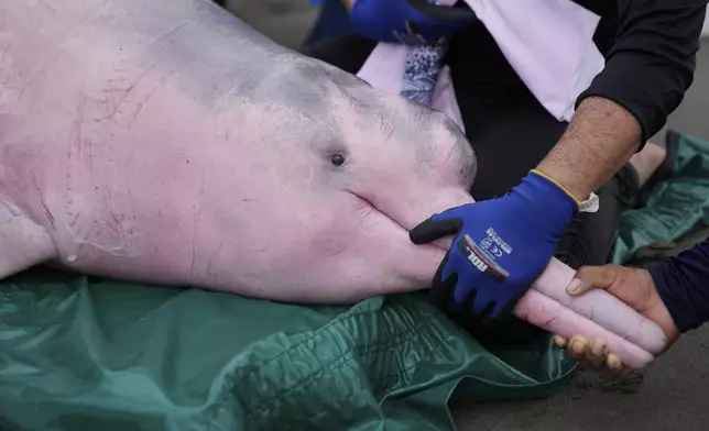 Scientists and veterinarians examine a pink river dolphin in Puerto Narino, Colombia, Sunday, Sept. 7, 2025. (AP Photo/Fernando Vergara)