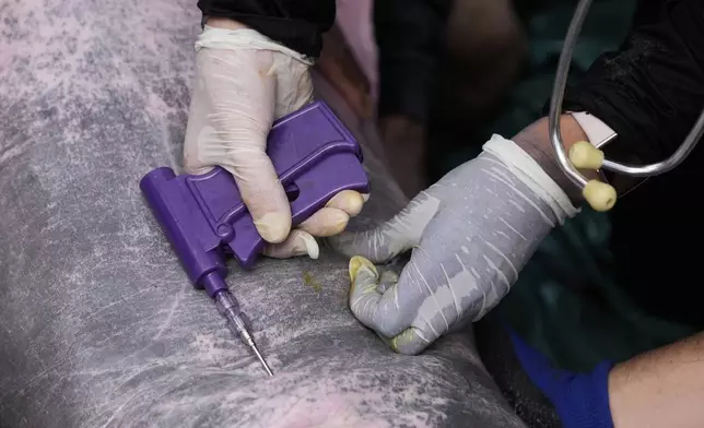 Veterinarian Maria Jimena Valderrama implants a microchip into a pink river dolphin after a health check in Puerto Narino, Colombia, Sunday, Sept. 7, 2025. (AP Photo/Fernando Vergara)