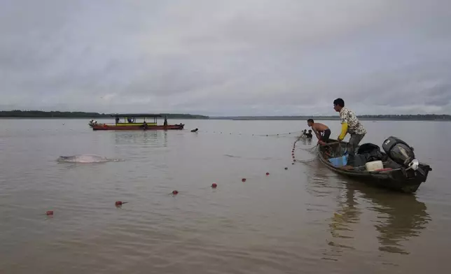 Fishers help scientists and veterinarians to capture pink river dolphins in the Amazon River for health checks in Puerto Narino, Colombia, Sunday, Sept. 7, 2025. (AP Photo/Fernando Vergara)