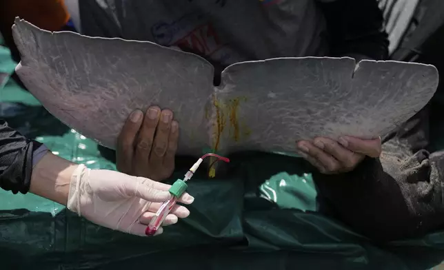 A veterinarian draws a blood sample in a pink river dolphin in the Amazon River during health checks in Puerto Narino, Colombia, Sunday, Sept. 7, 2025. (AP Photo/Fernando Vergara)