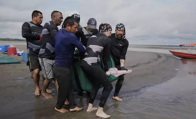 Scientists and veterinarians free a pink river dolphin after a health check in Puerto Narino, Colombia, Sunday, Sept. 7, 2025. (AP Photo/Fernando Vergara)