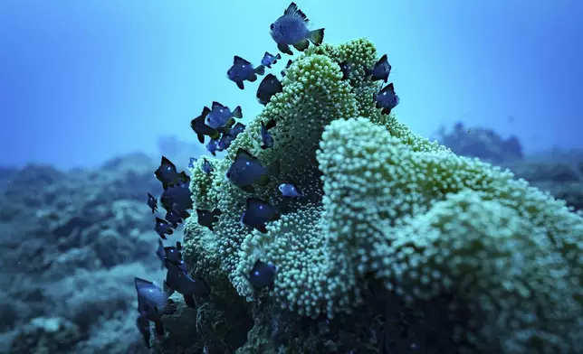 FILE - Fish swim at Havannah Harbour, off the coast of Efate Island, Vanuatu, July 20, 2025. (AP Photo/Annika Hammerschlag, File)