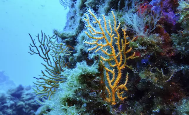 FILE - Coral is visible in the protected area of France's Porquerolles National Park ahead of the U.N. Ocean Conference on June 6, 2025. (AP Photo/Annika Hammerschlag, File)