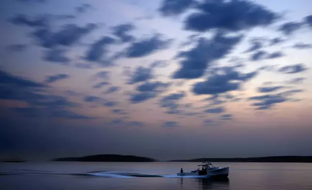 FILE - A lobster fishing boat motors out to sea under the dawn sky Aug. 14, 2024, on Casco Bay in South Portland, Maine. (AP Photo/Robert F. Bukaty, File)