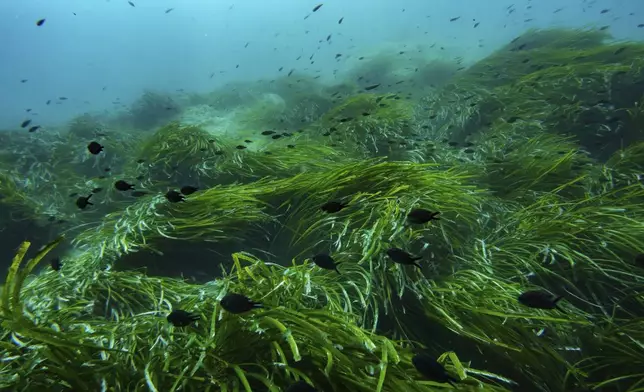 FILE - Fish swim in the protected area of France's Port-Cros National Park ahead of the U.N. Ocean Conference, June 7, 2025, (AP Photo/Annika Hammerschlag, File)