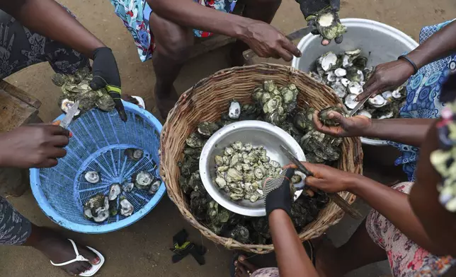 Women open freshly cooked oysters in Tsokomey, Ghana, Aug. 6, 2025. (AP Photo/Misper Apawu)