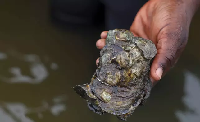 A harvested oyster is displayed in the Densu estuary in Tsokomey, Ghana, Aug. 6, 2025. (AP Photo/Misper Apawu)