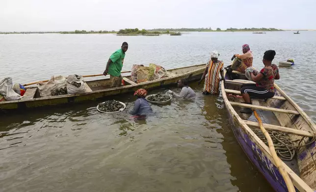 Women harvest oysters in the Densu estuary in Tsokomey, Ghana, Aug. 6, 2025. (AP Photo/Misper Apawu)