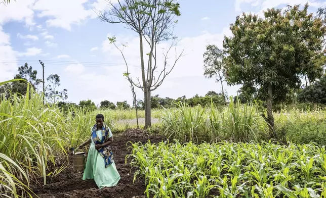 Filesi Topola is seen on her farm in Mulanje, southern Malawi, Tuesday, July 29, 2025. (AP Photo/Thoko Chikondi)