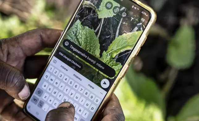 A farmer uses the Ulangizi AI chatbot in Mulanje, southern Malawi, Tuesday, July 29, 2025. (AP Photo/Thoko Chikondi).