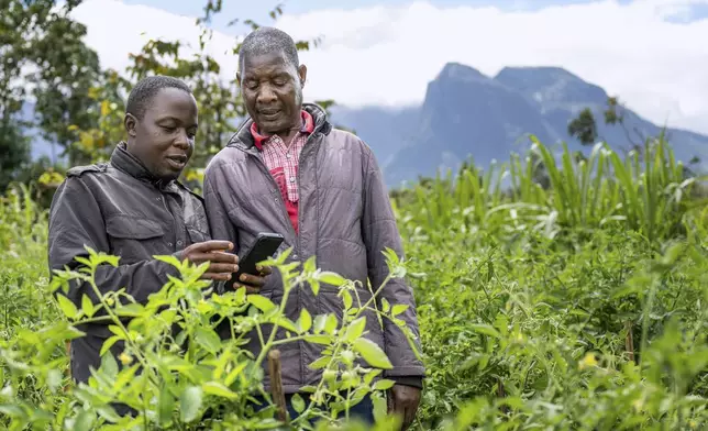 Alex Maere, right, uses the Ulangizi AI chatbot with a fellow farmer in Mulanje, southern Malawi, Tuesday, July 29, 2025. (AP Photo/Thoko Chikondi)