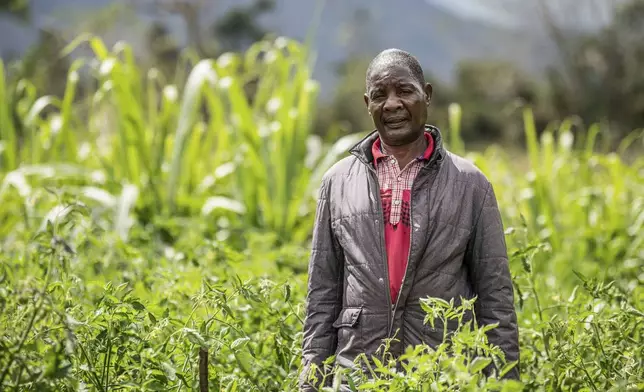Alex Maere is seen on his farm in Mulanje, southern Malawi, Tuesday, July 29, 2025. (AP Photo/Thoko Chikondi)
