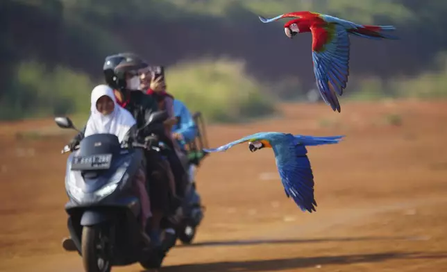 Macaws fly past a family on a scooter during a training session in a field in Depok, on the outskirts of Jakarta, Indonesia, Saturday, Aug. 16, 2025. (AP Photo/Tatan Syuflana)