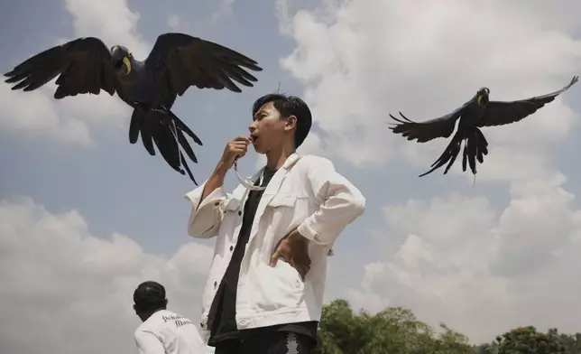 A participant uses a whistle to call his macaw during a free fly competition in Sentul, Indonesia, Saturday, Aug. 23, 2025. (AP Photo/Tatan Syuflana)