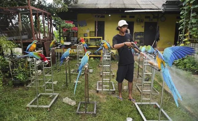 A keeper cleans macaw perch stands in Depok, on the outskirts of Jakarta, Indonesia, Tuesday, Aug. 12, 2025. (AP Photo/Tatan Syuflana)