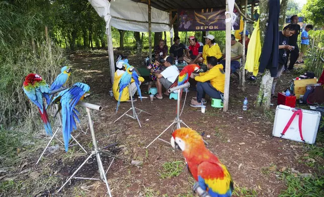 Macaw enthusiasts chat as they rest after a training session in Depok, on the outskirts of Jakarta, Indonesia, Saturday, Aug. 16, 2025. (AP Photo/Tatan Syuflana)