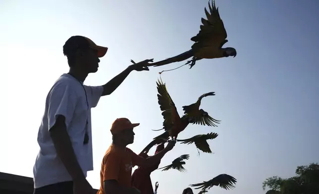 Participants release their macaws during a free fly competition in Sentul, Indonesia, Saturday, Aug. 23, 2025. (AP Photo/Tatan Syuflana)