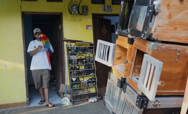 Albi Albar Ramli prepares a macaw for a training session, at his house in Depok, on the outskirts of Jakarta, Indonesia, Saturday, Aug. 16, 2025. (AP Photo/Tatan Syuflana)