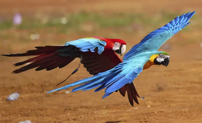 Macaws fly during a training session in Depok, on the outskirts of Jakarta, Indonesia, Saturday, Aug. 16, 2025. (AP Photo/Tatan Syuflana)