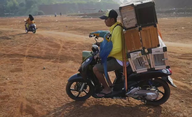 Albi Albar Ramli, a bird trainer, carries macaws on a scooter for a training session in a field in Depok, on the outskirts of Jakarta, Indonesia, Saturday, Aug. 16, 2025. (AP Photo/Tatan Syuflana)