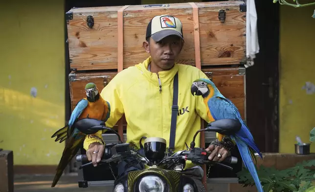 Albi Albar Ramli prepares to leave his house with macaws for a training session in Depok, on the outskirts of Jakarta, Indonesia, Saturday, Aug. 16, 2025. (AP Photo/Tatan Syuflana)