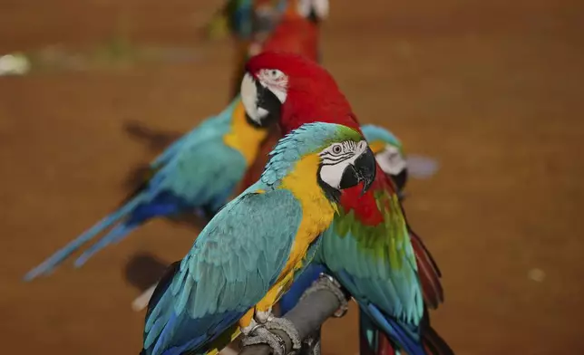 Macaws perch on stands during a training session in a field in Depok, on the outskirts of Jakarta, Indonesia, Saturday, Aug. 16, 2025. (AP Photo/Tatan Syuflana)