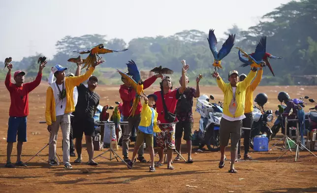 Bird trainer Albi Albar Ramli, right, with other macaw enthusiasts train their birds in a field in Depok, on the outskirts of Jakarta, Indonesia, Saturday, Aug. 16, 2025. (AP Photo/Tatan Syuflana)