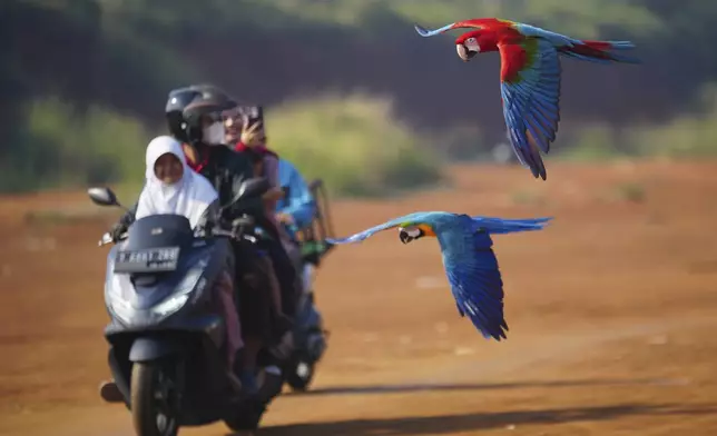 Macaws fly past a family on a scooter during a training session in a field in Depok, on the outskirts of Jakarta, Indonesia, Saturday, Aug. 16, 2025. (AP Photo/Tatan Syuflana)