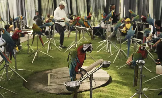 Macaws perch on stands during a free fly competition in Sentul, Indonesia, Saturday, Aug. 23, 2025. (AP Photo/Tatan Syuflana)