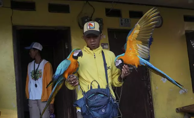 Bird trainer Albi Albar Ramli holds macaws in Depok, on the outskirts of Jakarta, Indonesia, Saturday, Aug. 16, 2025. (AP Photo/Tatan Syuflana)